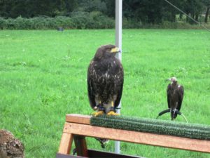 Vogel_061
