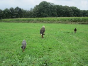 Vogel_062